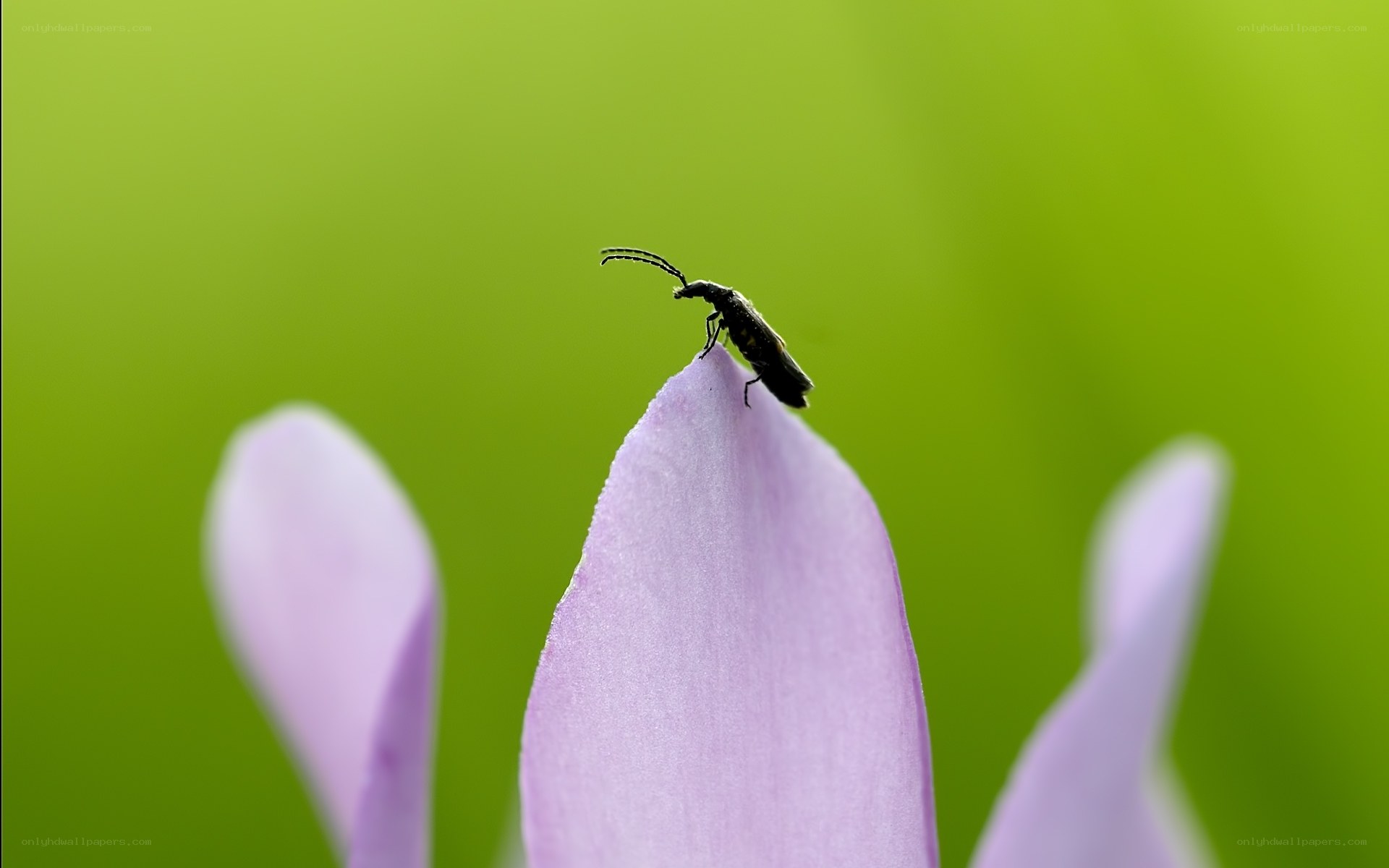 Insect on a flower petal