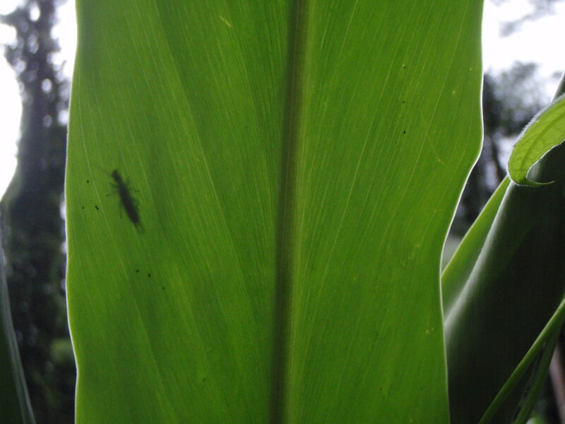 insect on a green leaf