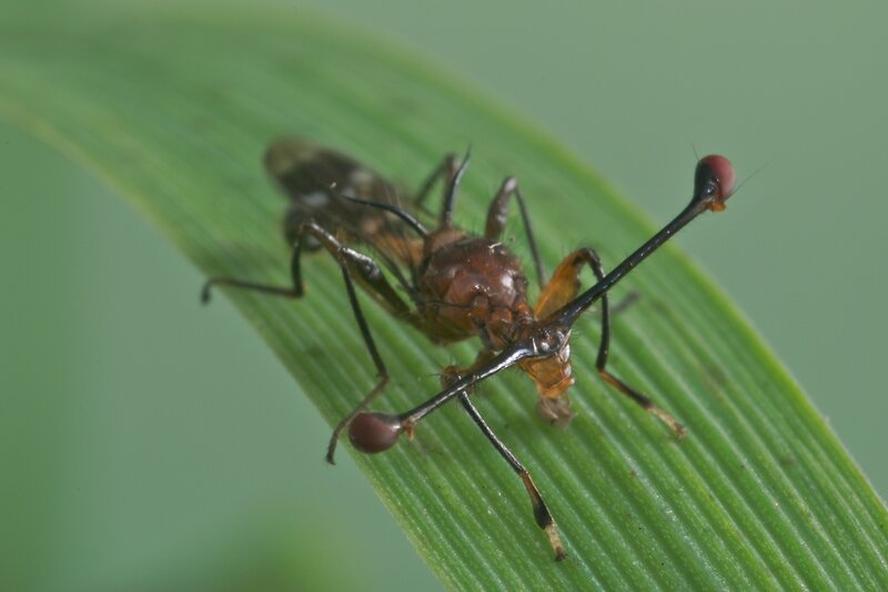 insect on a green leaf