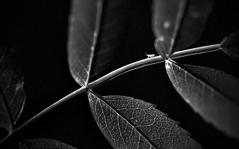 Insect on a leaf branch