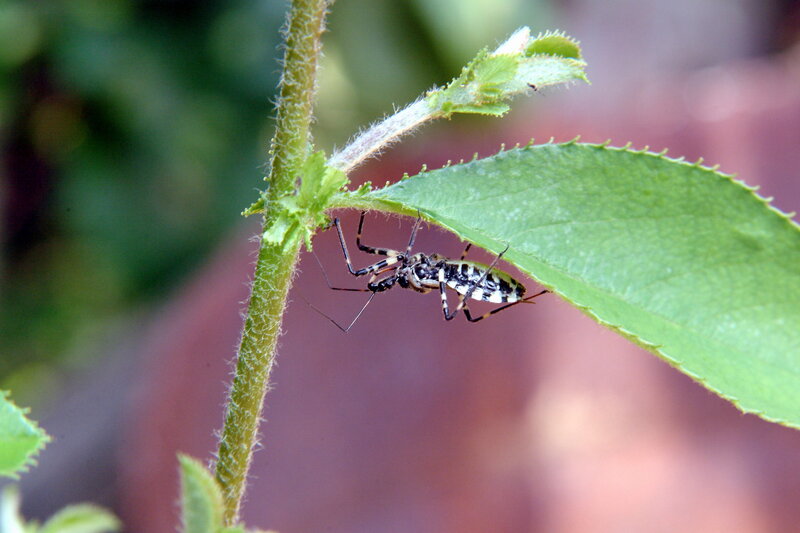 insect on a leaf