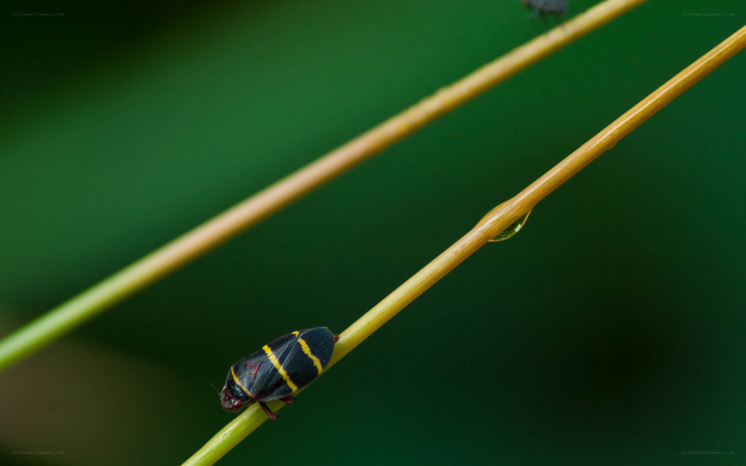 Insect on a plant stem
