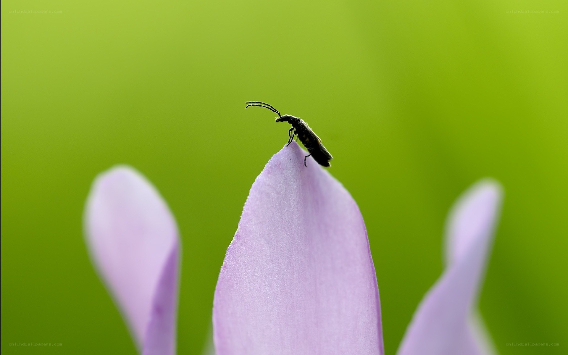 insect on a purple flower