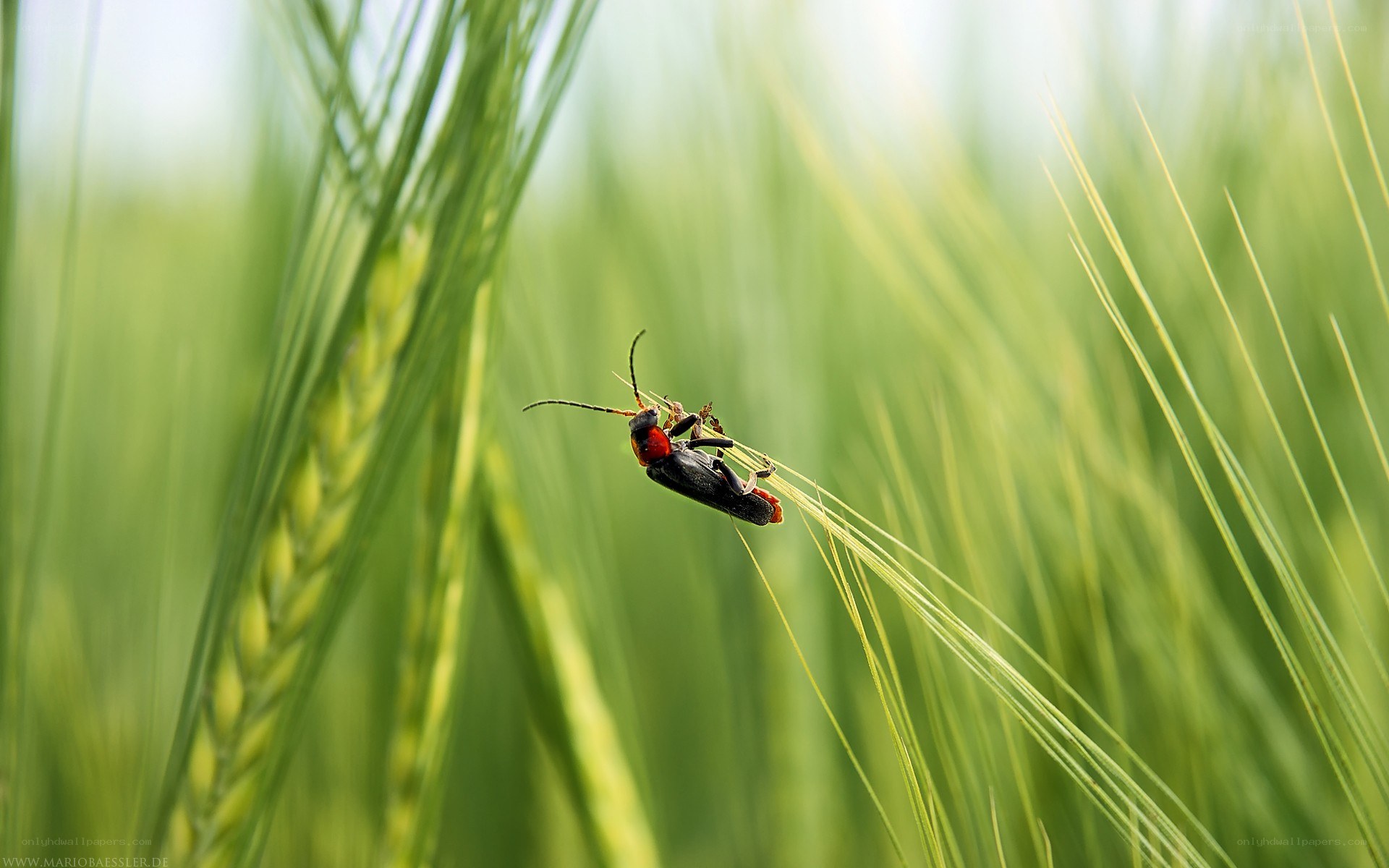 insect on a wheat stalk