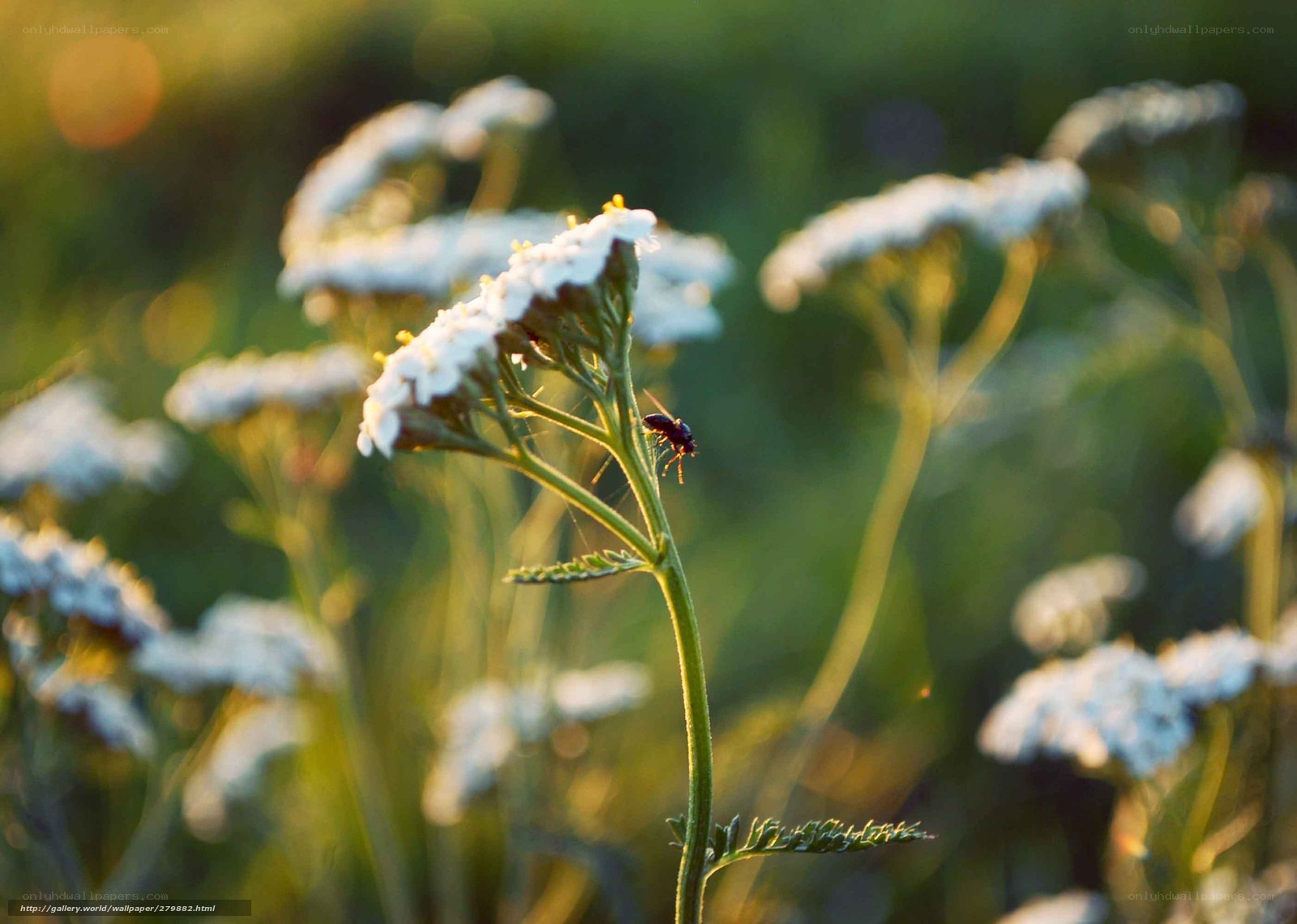 Insect on a white flower