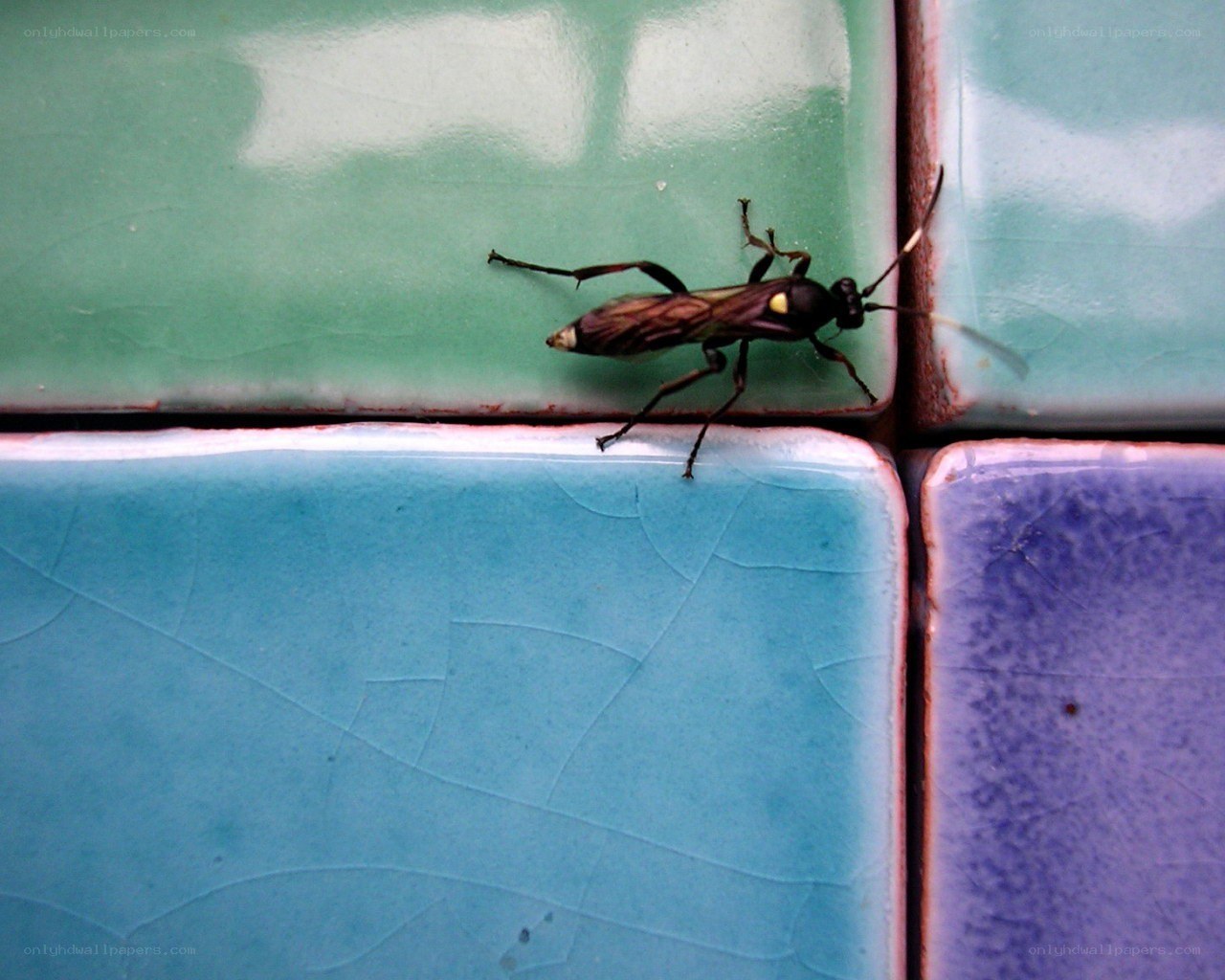 insect on colorful tiles