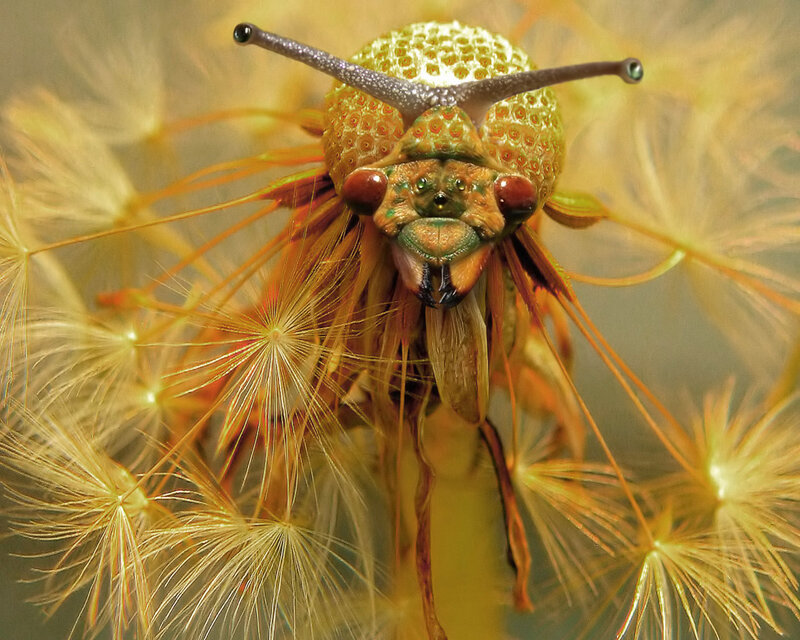 insect on dandelion seed head