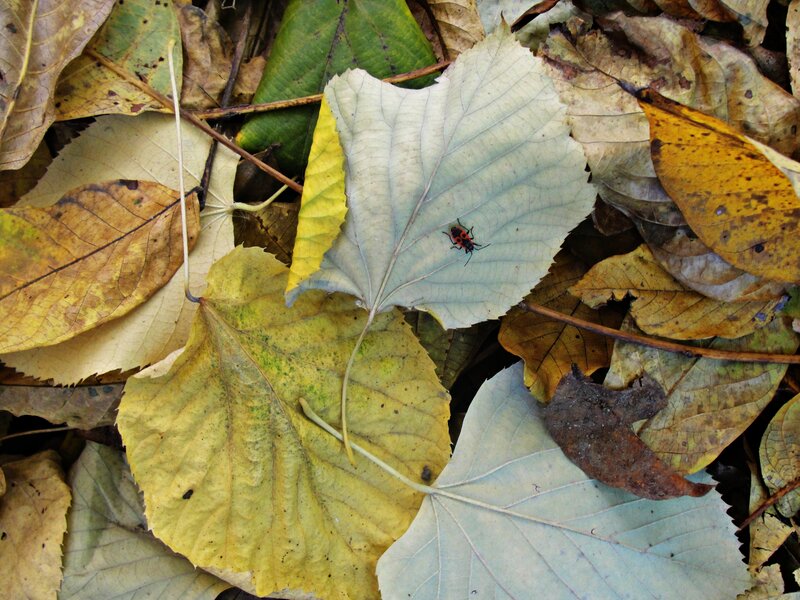 Insect on Fallen Leaf