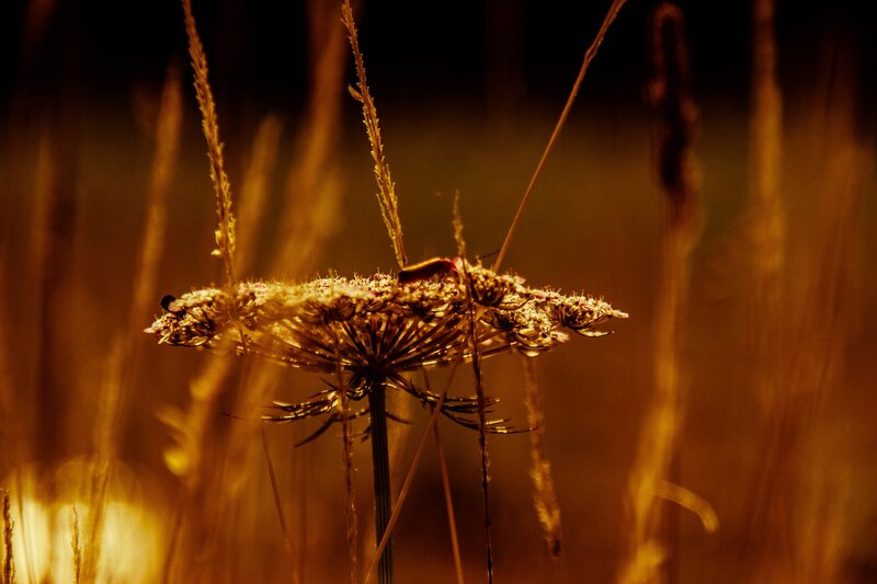 insect on flower at sunset
