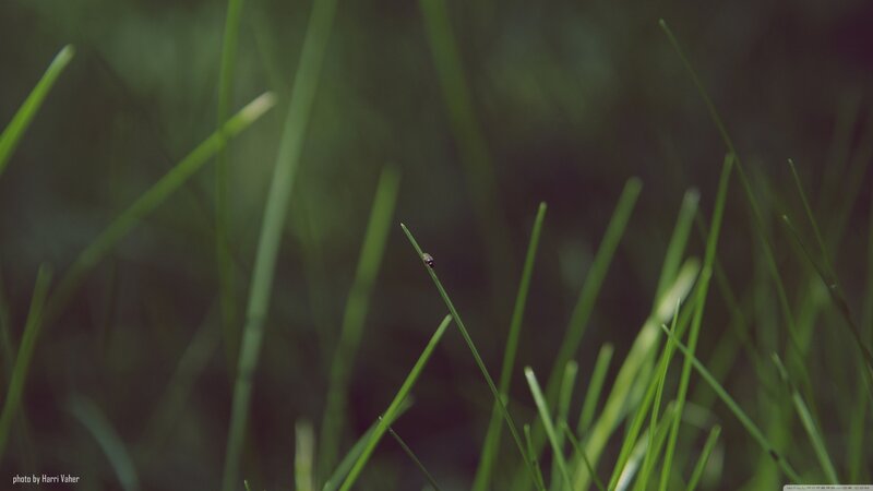 Insect on Grass Blade — Green