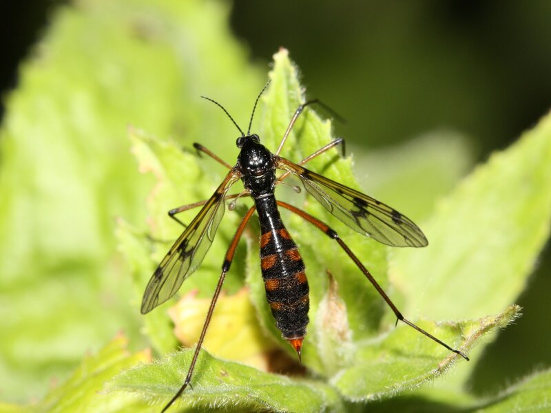 insect on green leaf
