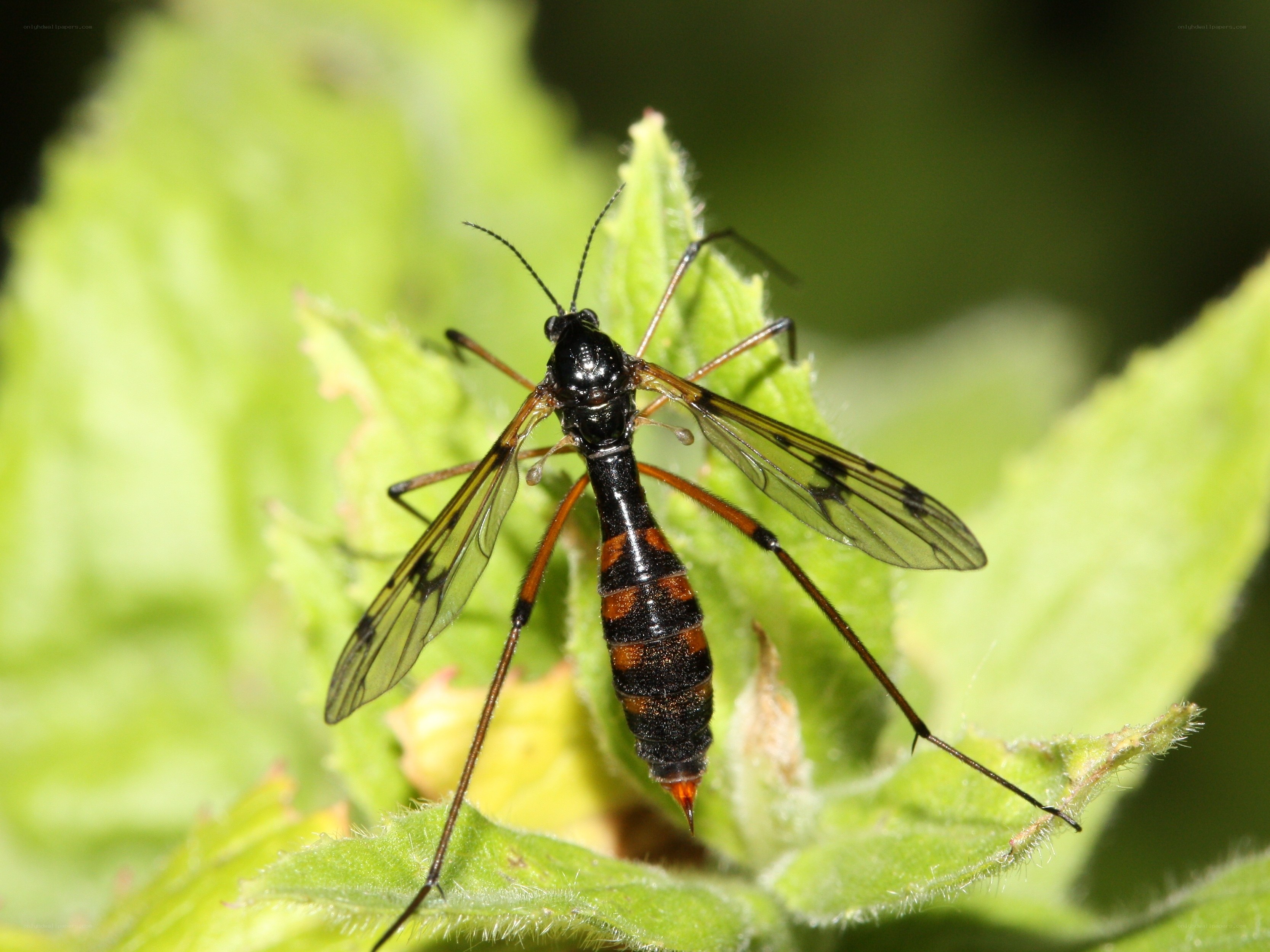 insect on green leaf
