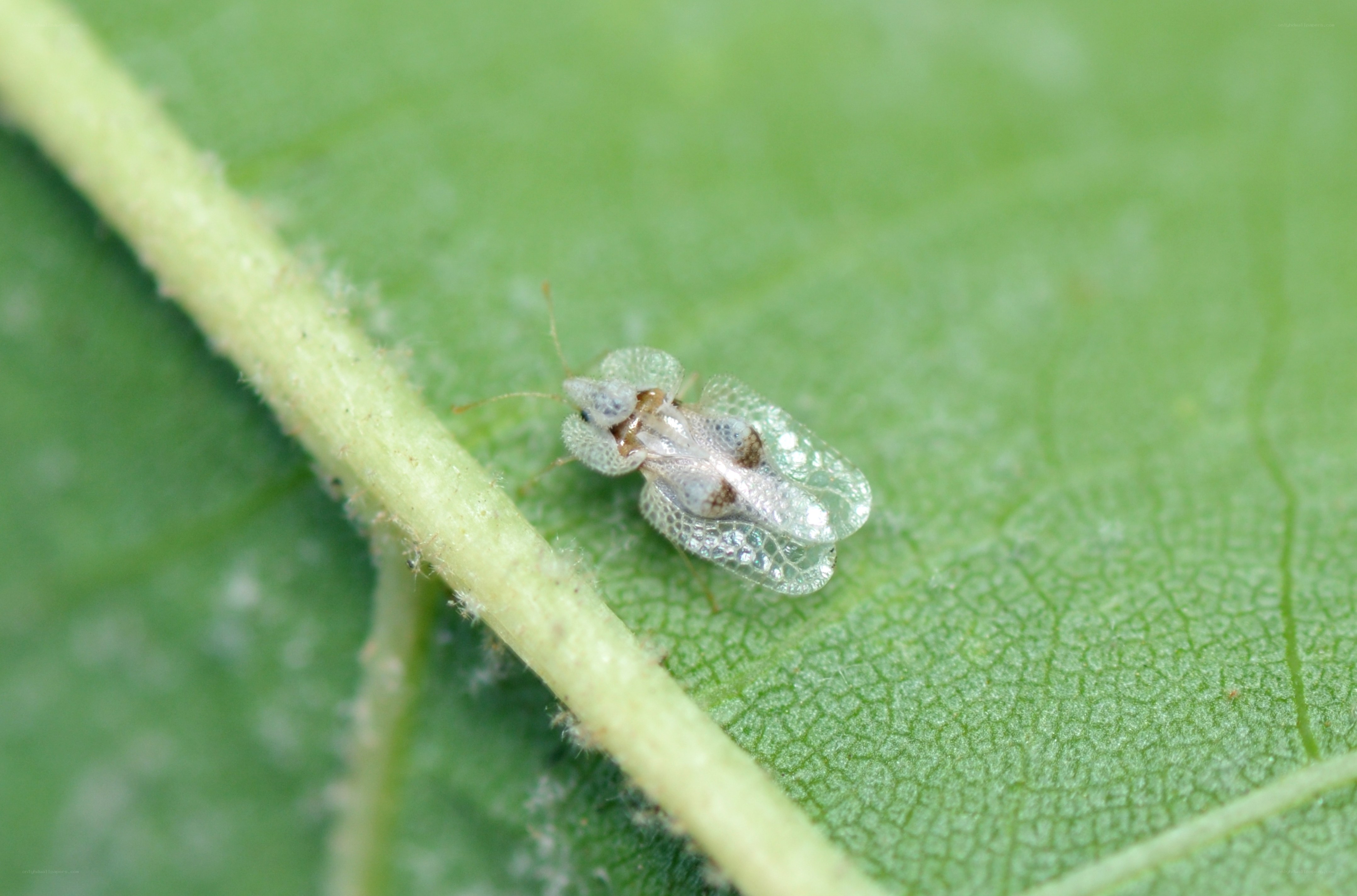 insect on green leaf
