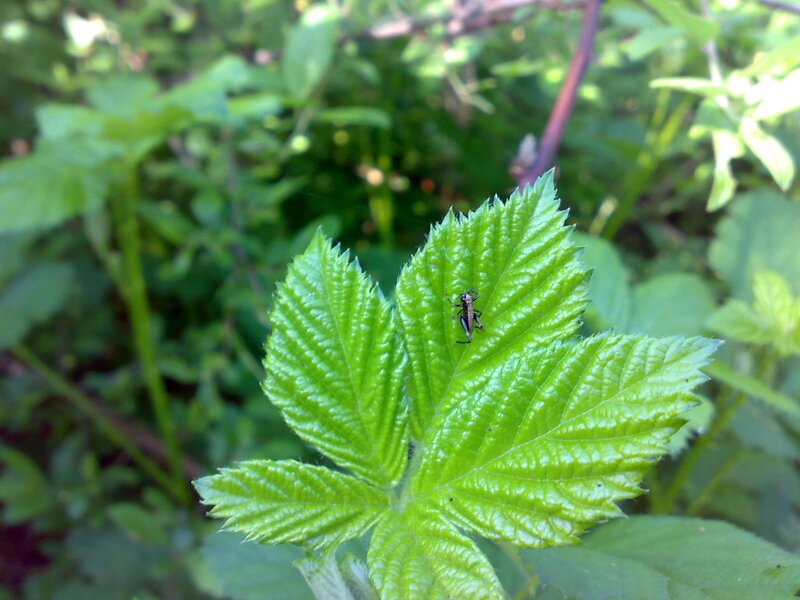 insect on green leaf