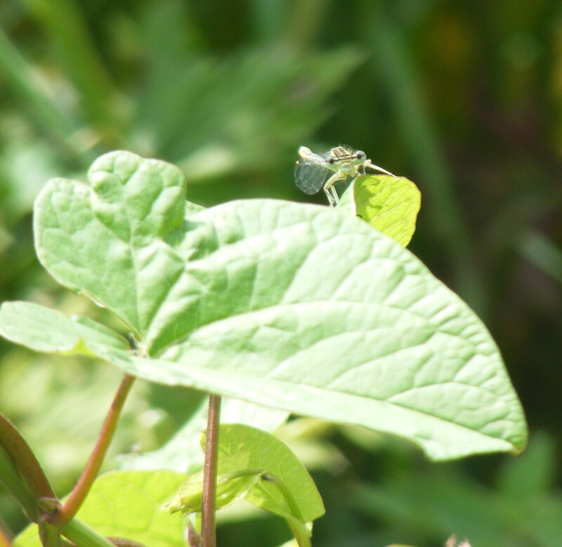 insect on green leaf