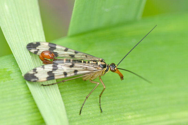 Insect on Green Leaf — Calm