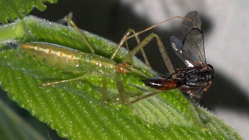 Insect on Green Leaf — Natural, Photograph, Plant