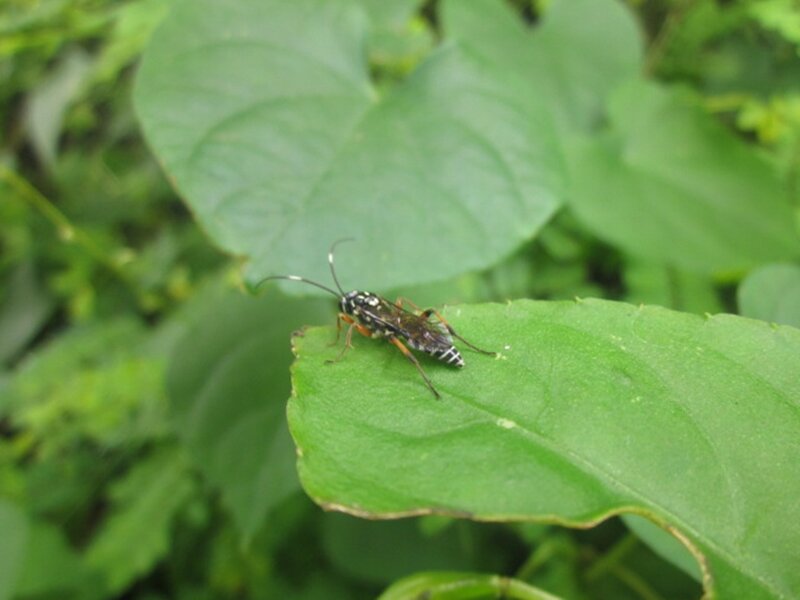 Insect on Green Leaf — Natural, Photograph
