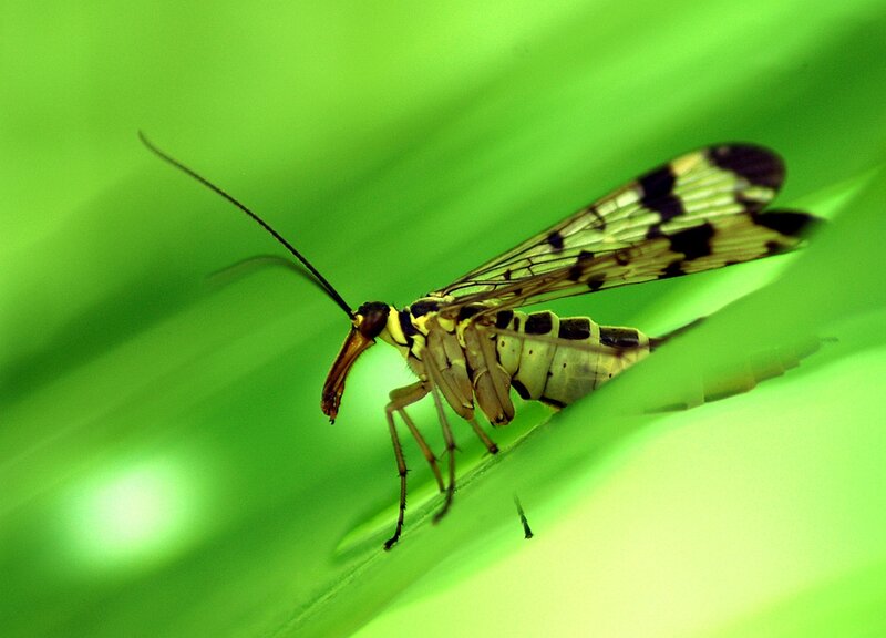 Insect on Green Leaf — Natural