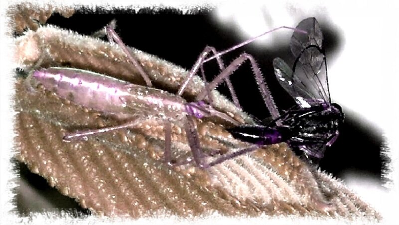 Insect on Leaf