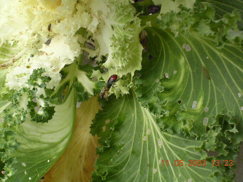insect on leafy green plant