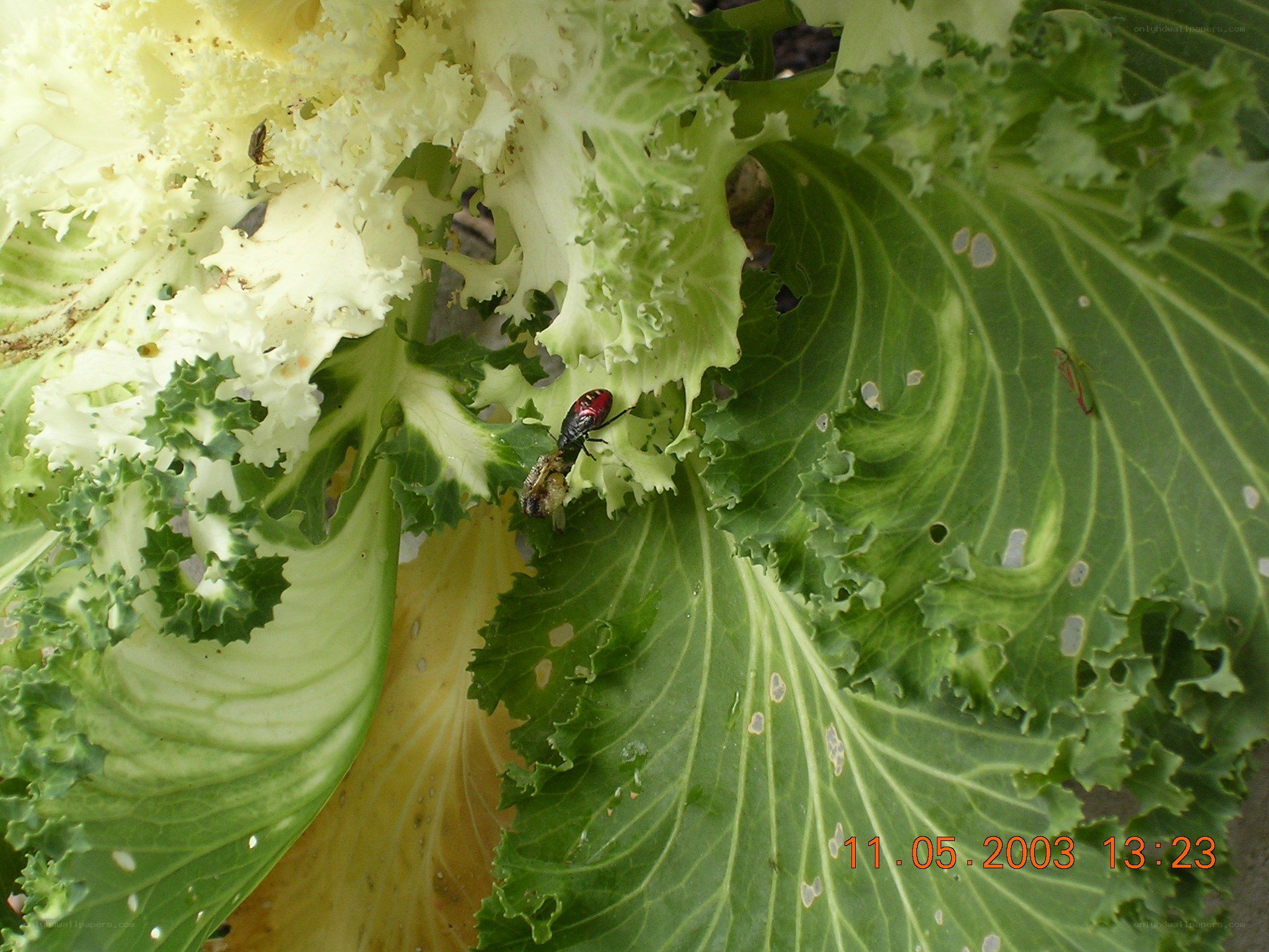 insect on leafy green plant