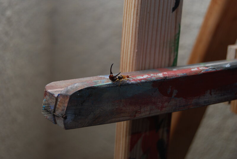 insect on painted wood