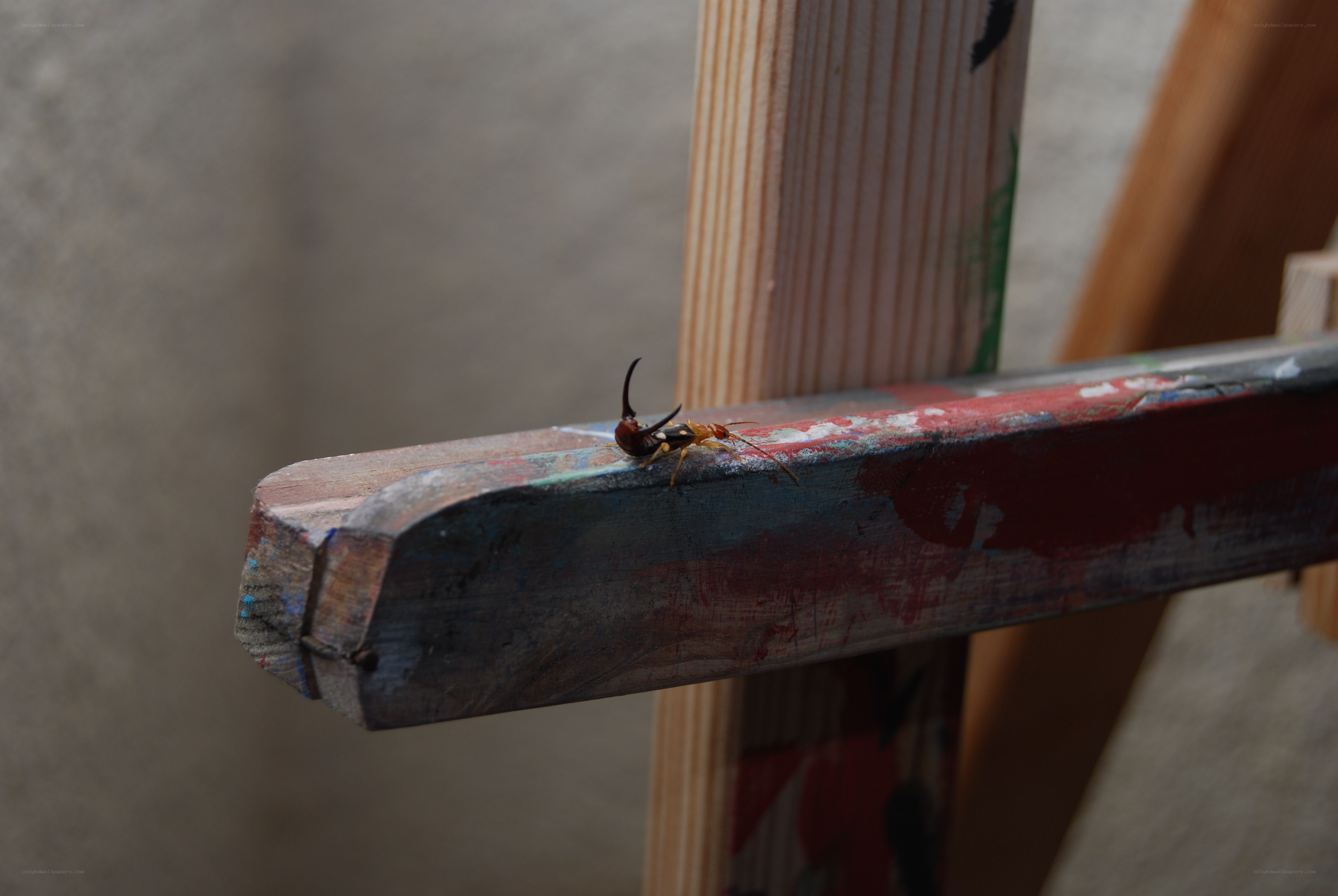 insect on painted wood