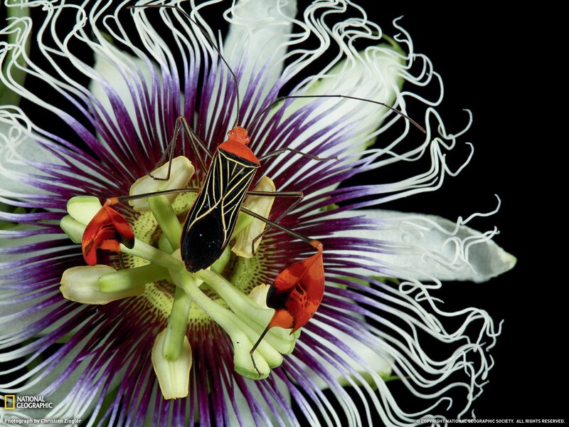 Insect on passionflower