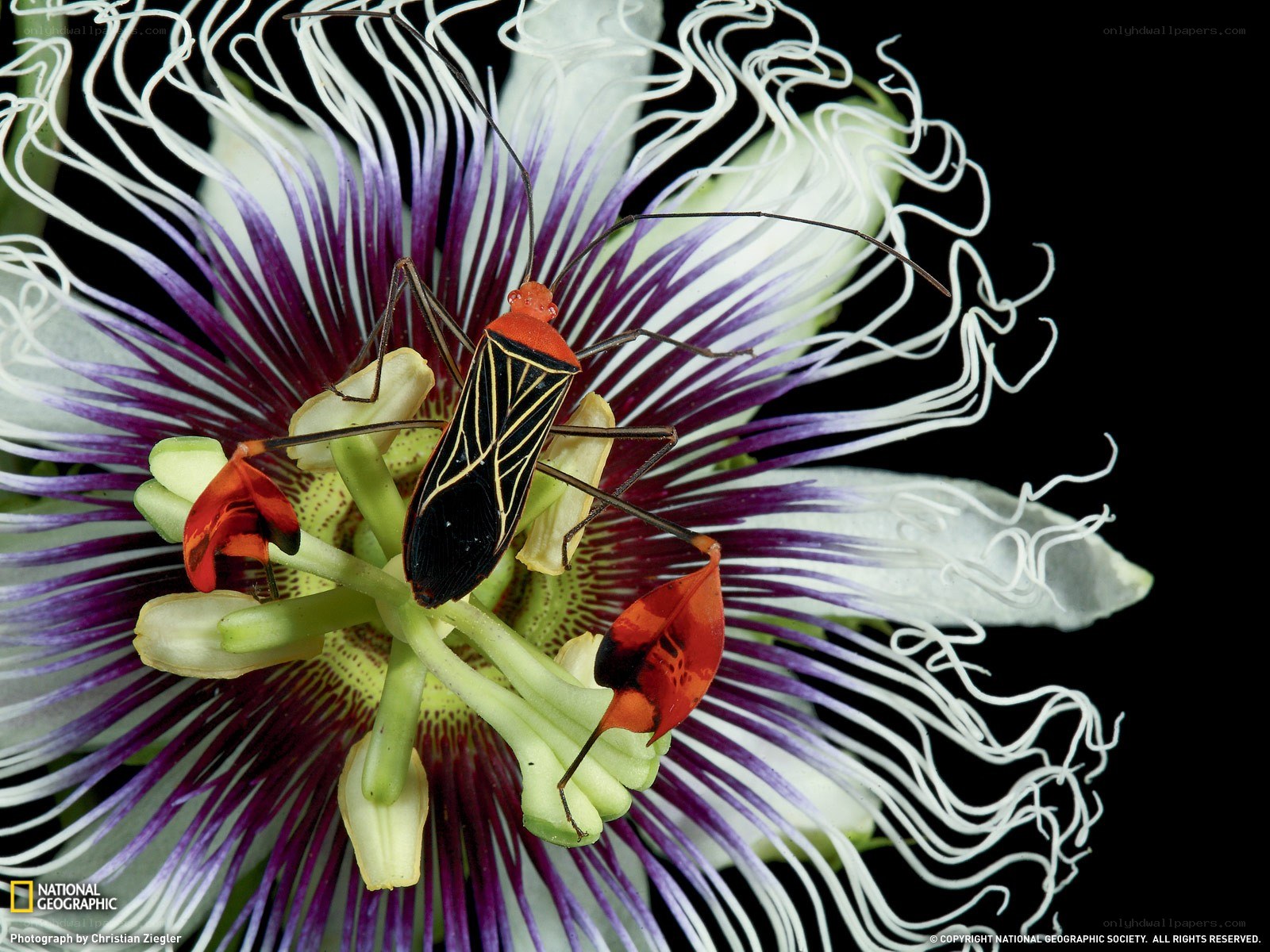 Insect on passionflower