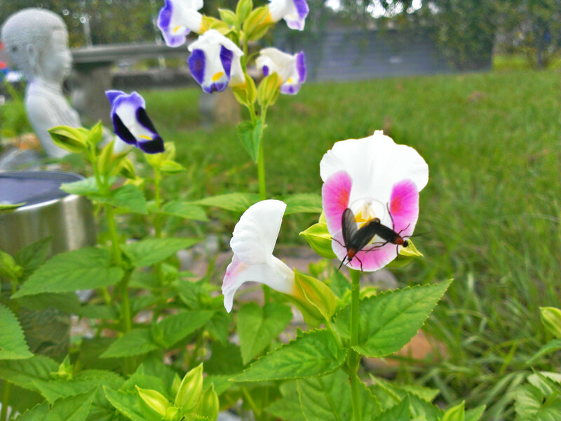 Insect on Pink Flower