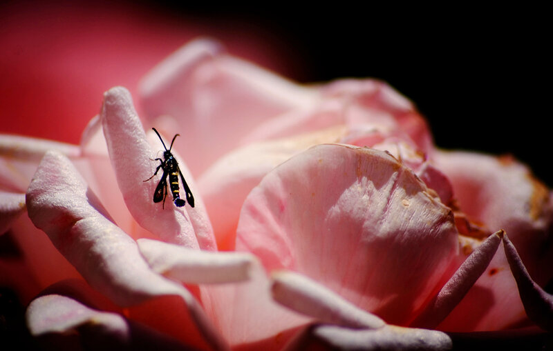 Insect on Pink Rose