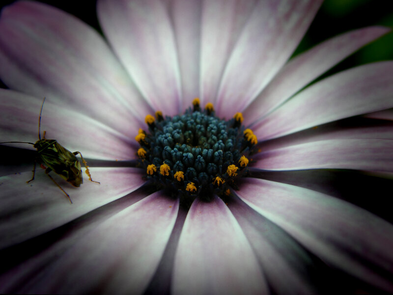 Insect on Purple Flower