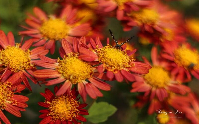 Insect on Red Flower — Natural