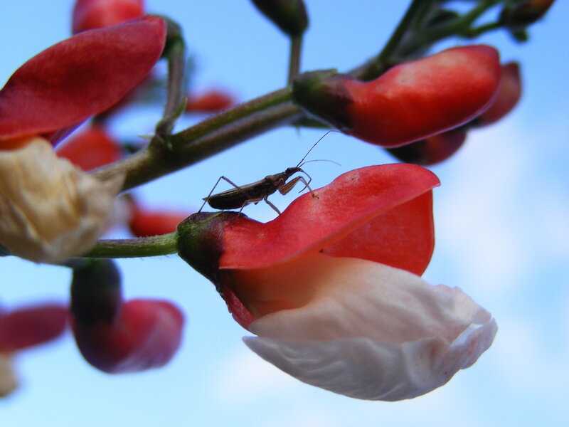Insect on Red Flower