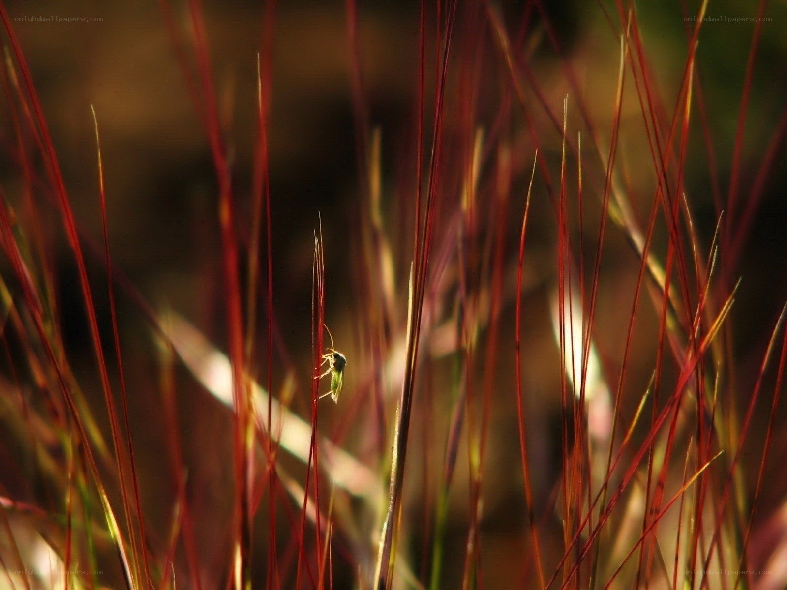 Insect on red grass