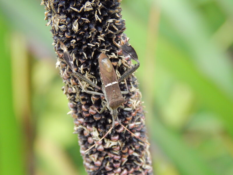 Insect on Seed Head