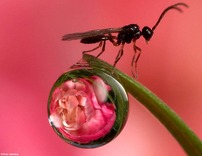 Insect on Water Droplet