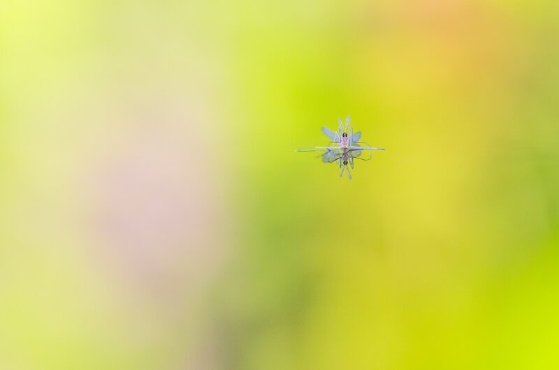 Insect on Web
