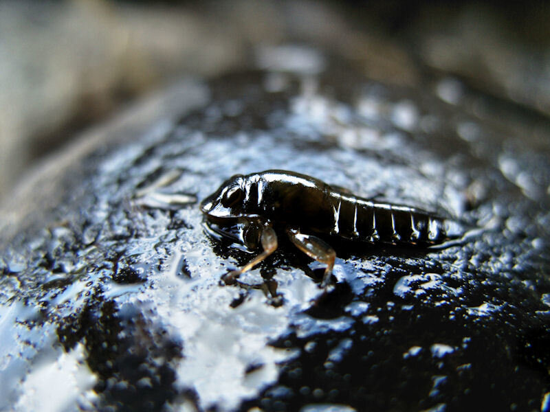 Insect on Wet Rock