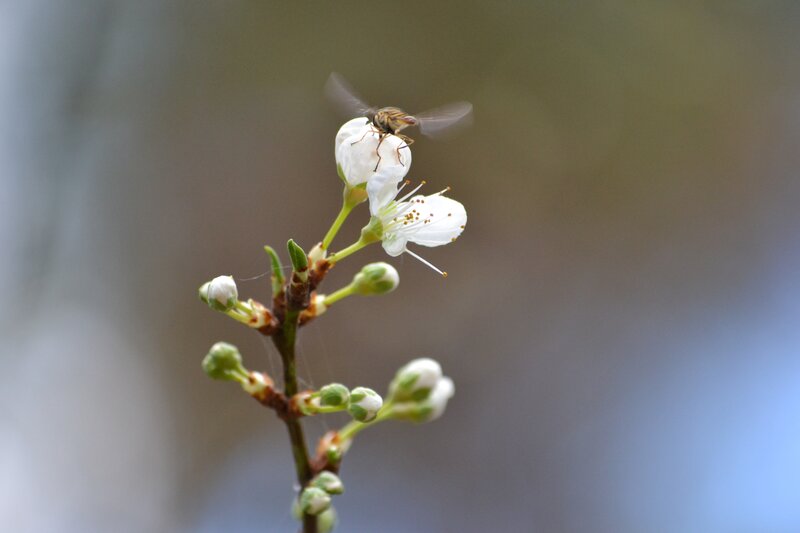 Insect on White Flower — Calm