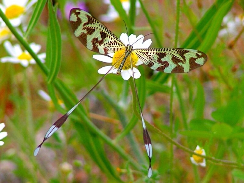 Insect on White Flower