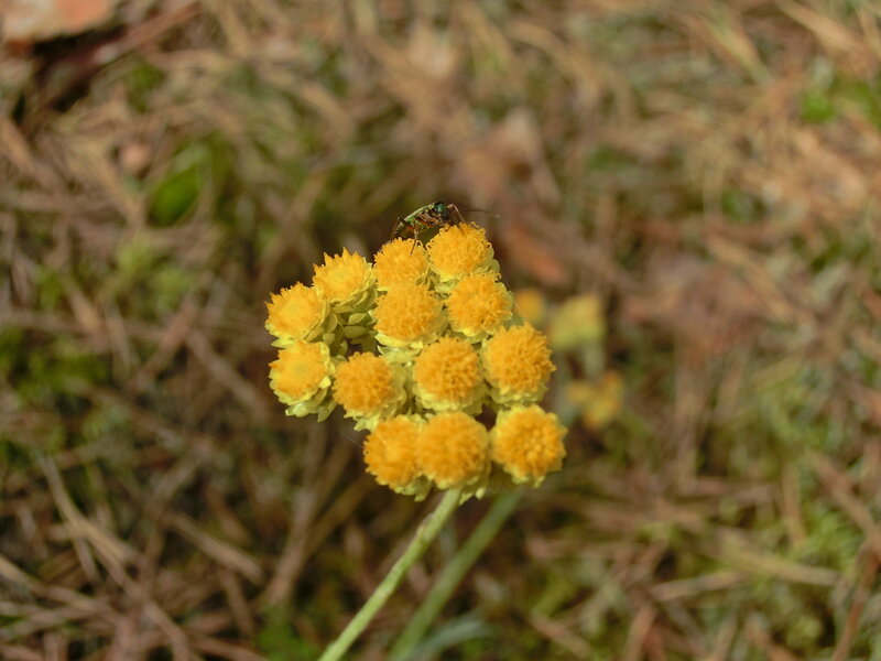 Insect on Yellow Flower