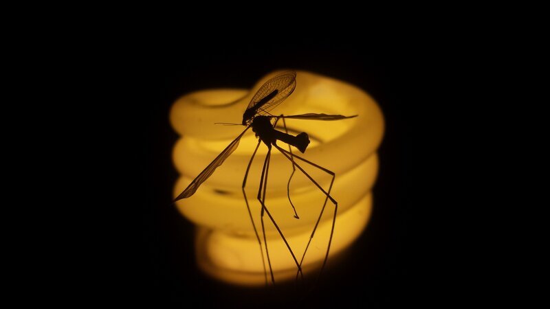 Insect Silhouette on Bulb