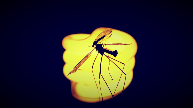 Insect Silhouette on Light