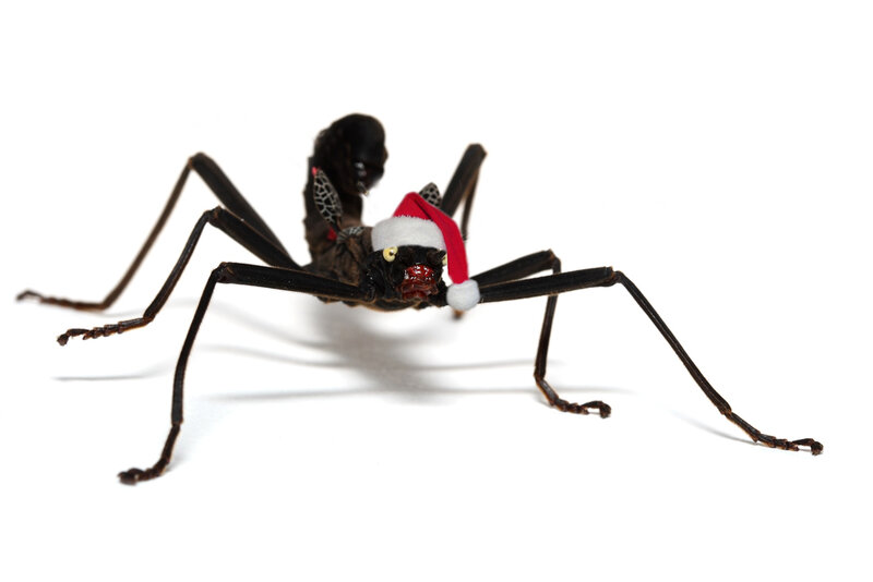 insect wearing santa hat