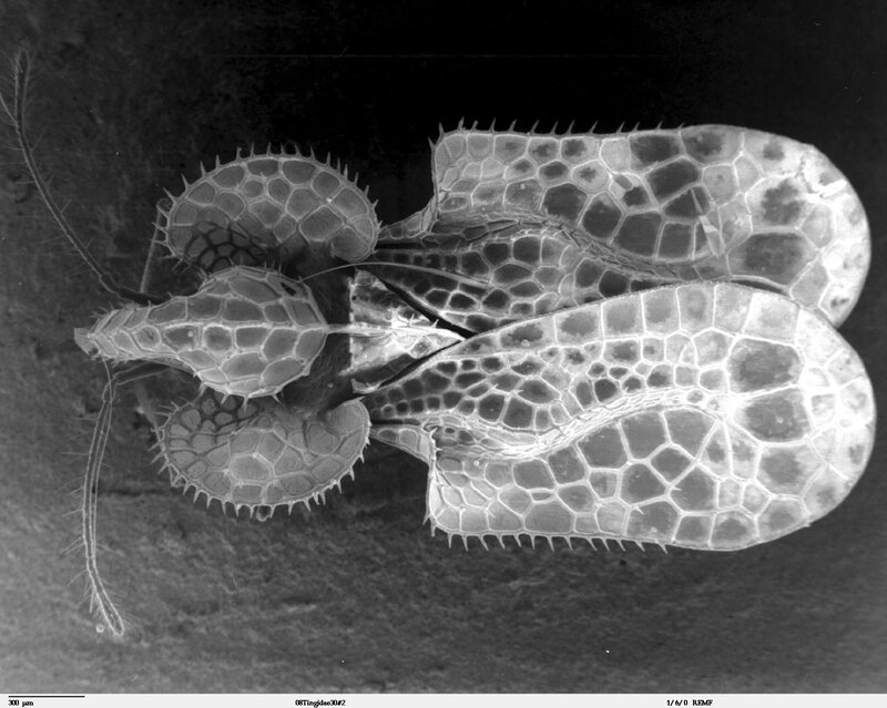 Insect Wings under Microscope