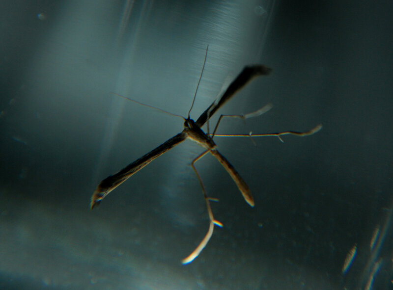 Insect with Long Wings