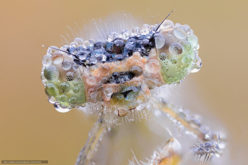 Insect with water droplets