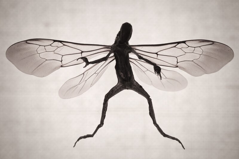 insectoid humanoid figure